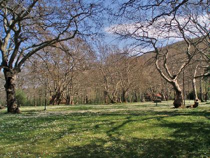 Agios Nikolaos Forest