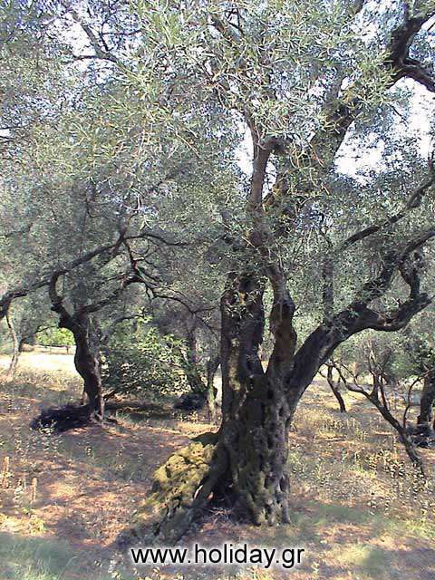 CORFU OLIVE TREE