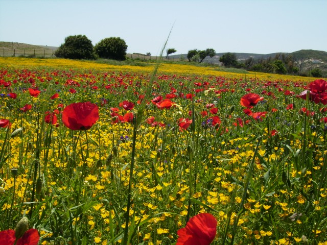 flowers