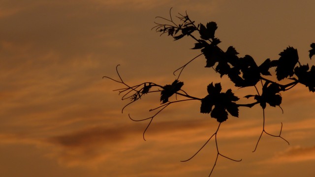 LEMNOS PHOTO