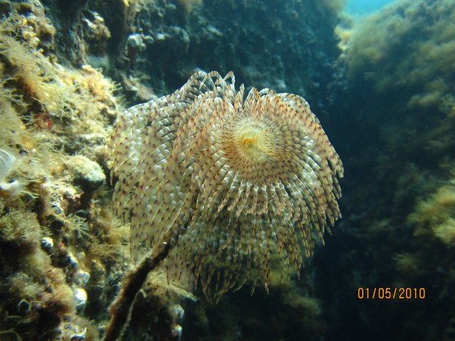 seabed megachoros hercules sea kayak tour