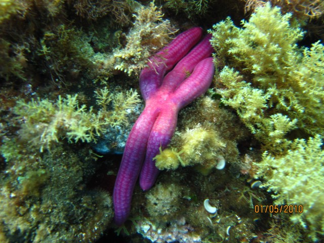 seabed megachoros hercules sea kayak tour