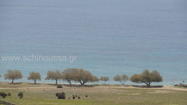 Livadi beach | Schinoussa