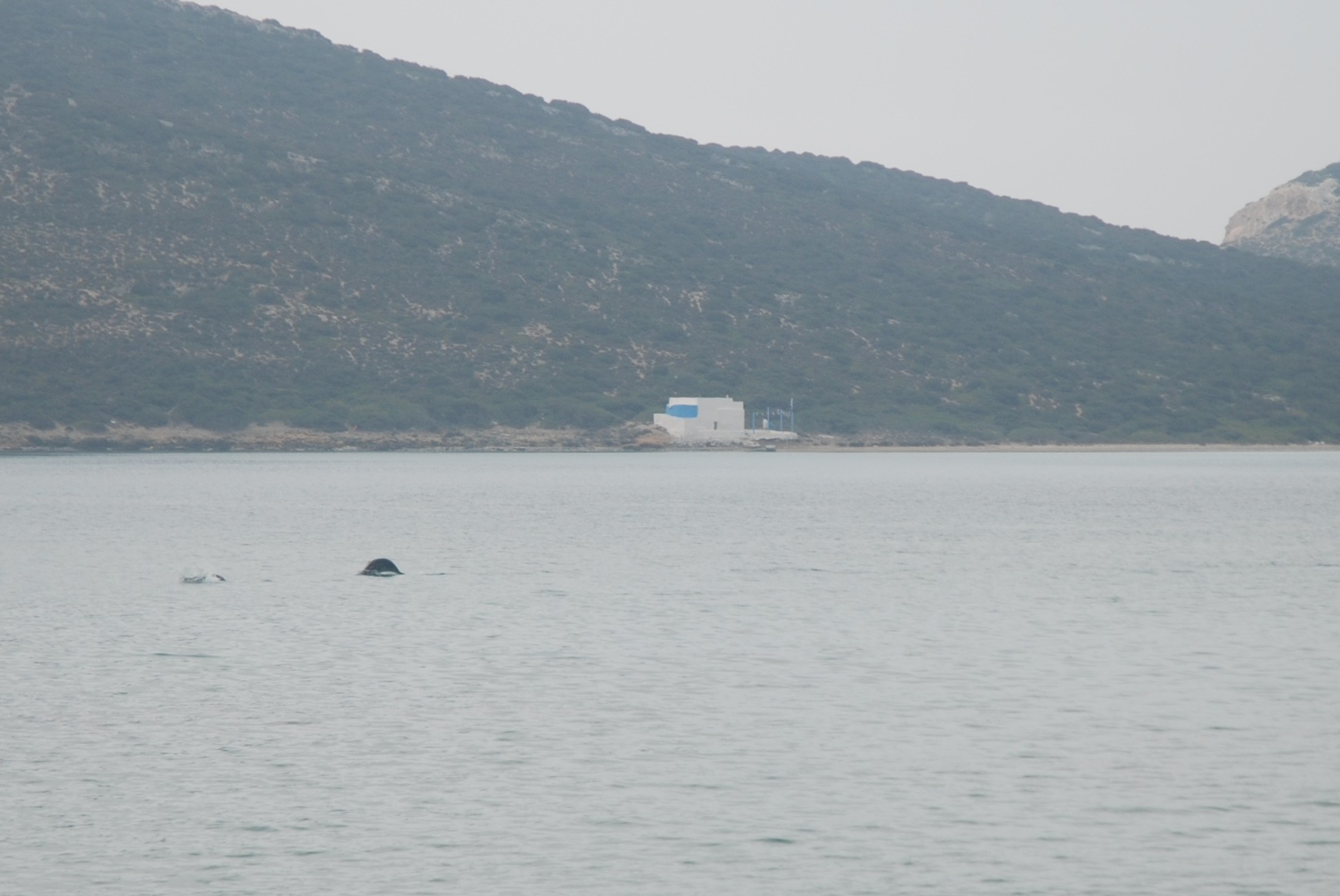 Δεσποτικό