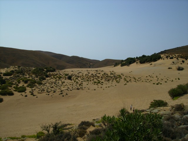 ammothines desert